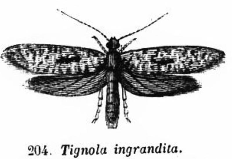 Trattato completo di agricoltura II fig020