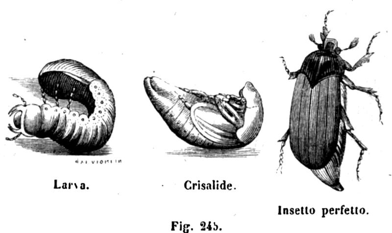 Trattato completo di agricoltura II fig057