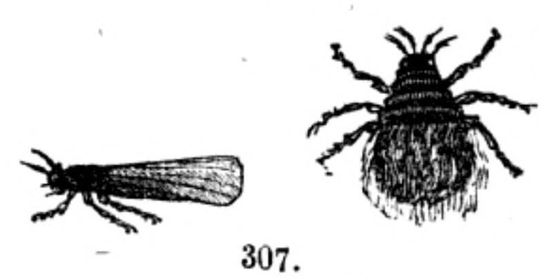 Trattato completo di agricoltura II fig108