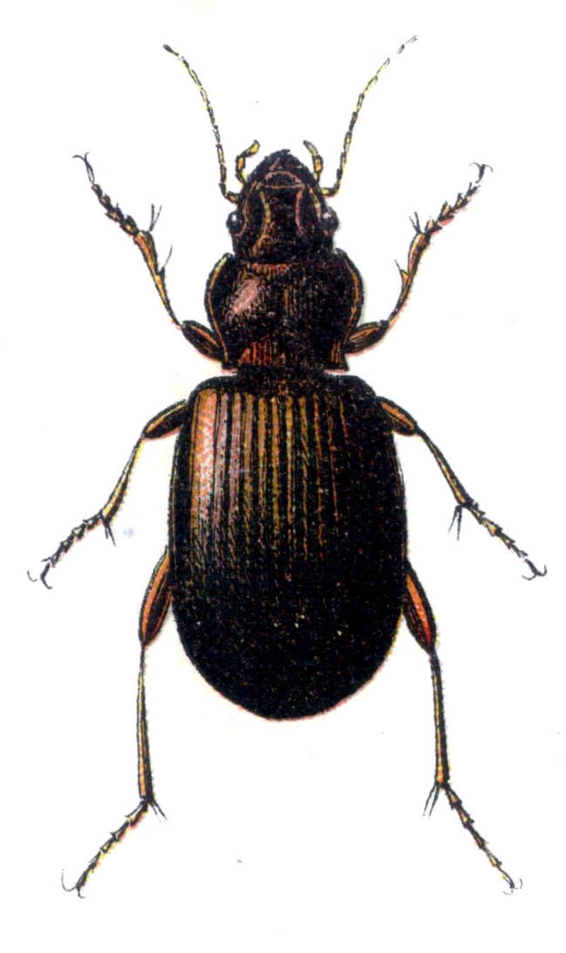 Trechus austriacus