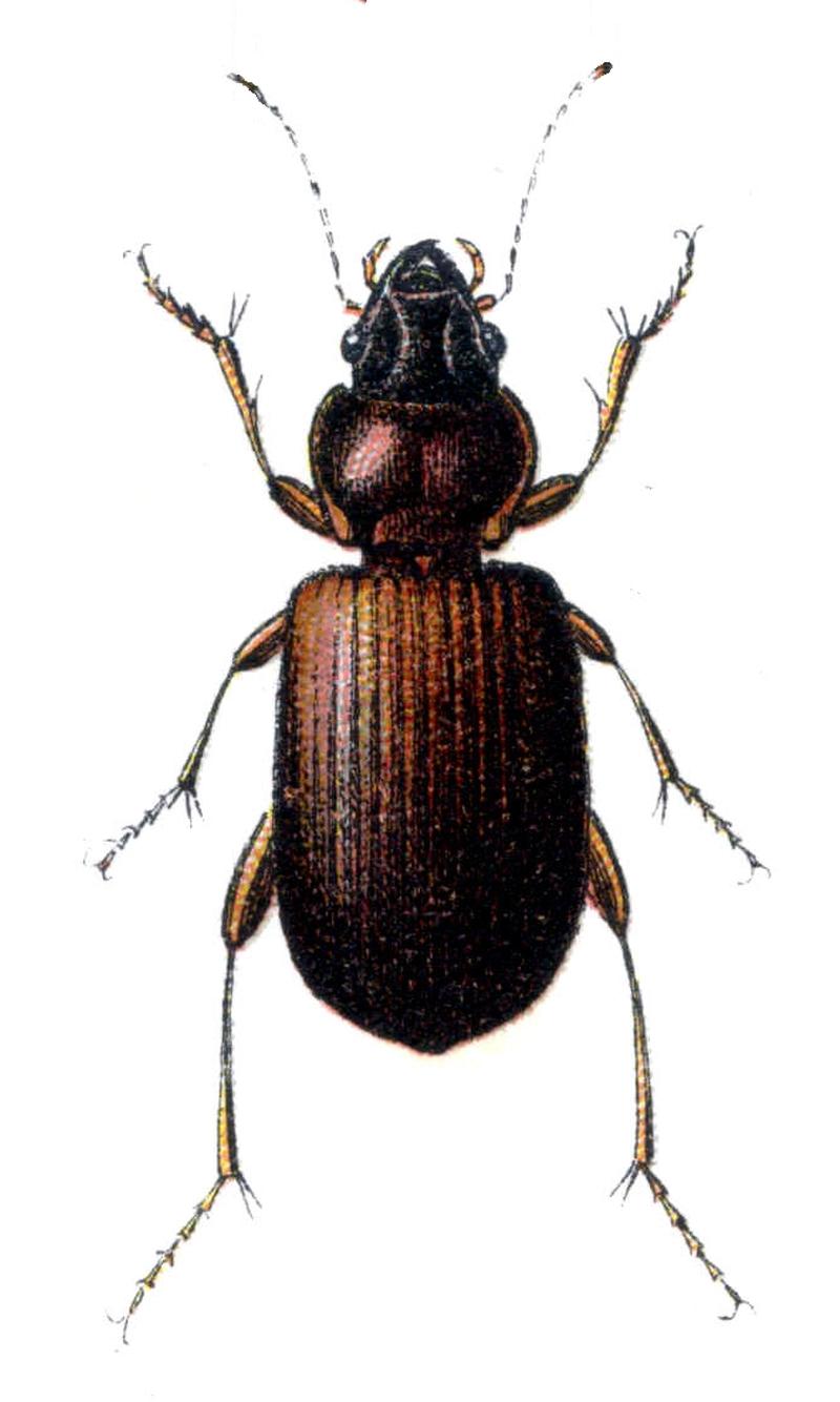 Trechus quadristriatus