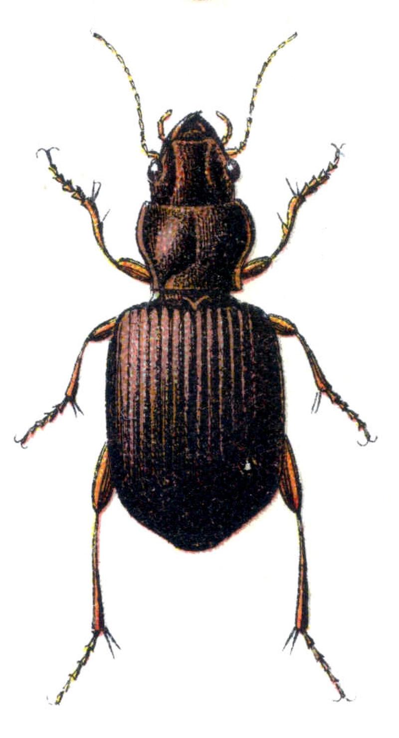 Trechus rotundipennis