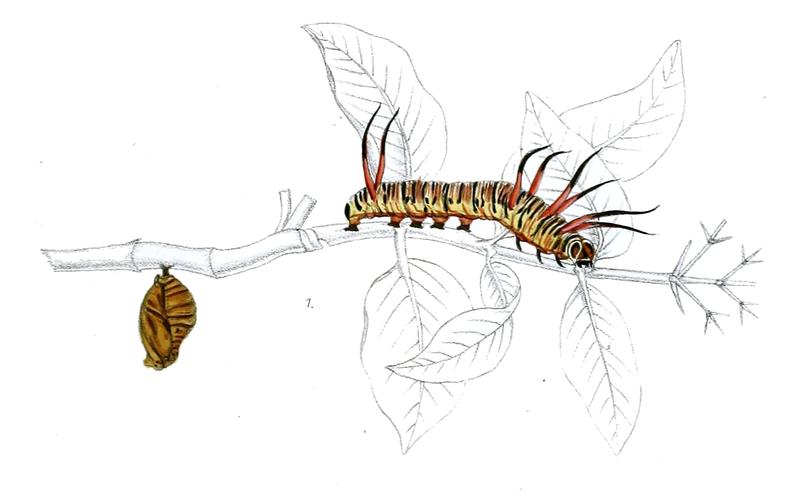 TrepsichroisLinnaei 35 1