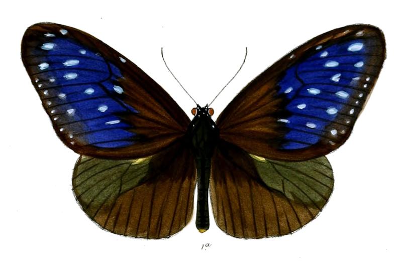 TrepsichroisLinnaei 35 1a