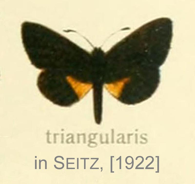 Triangularis inSeitz