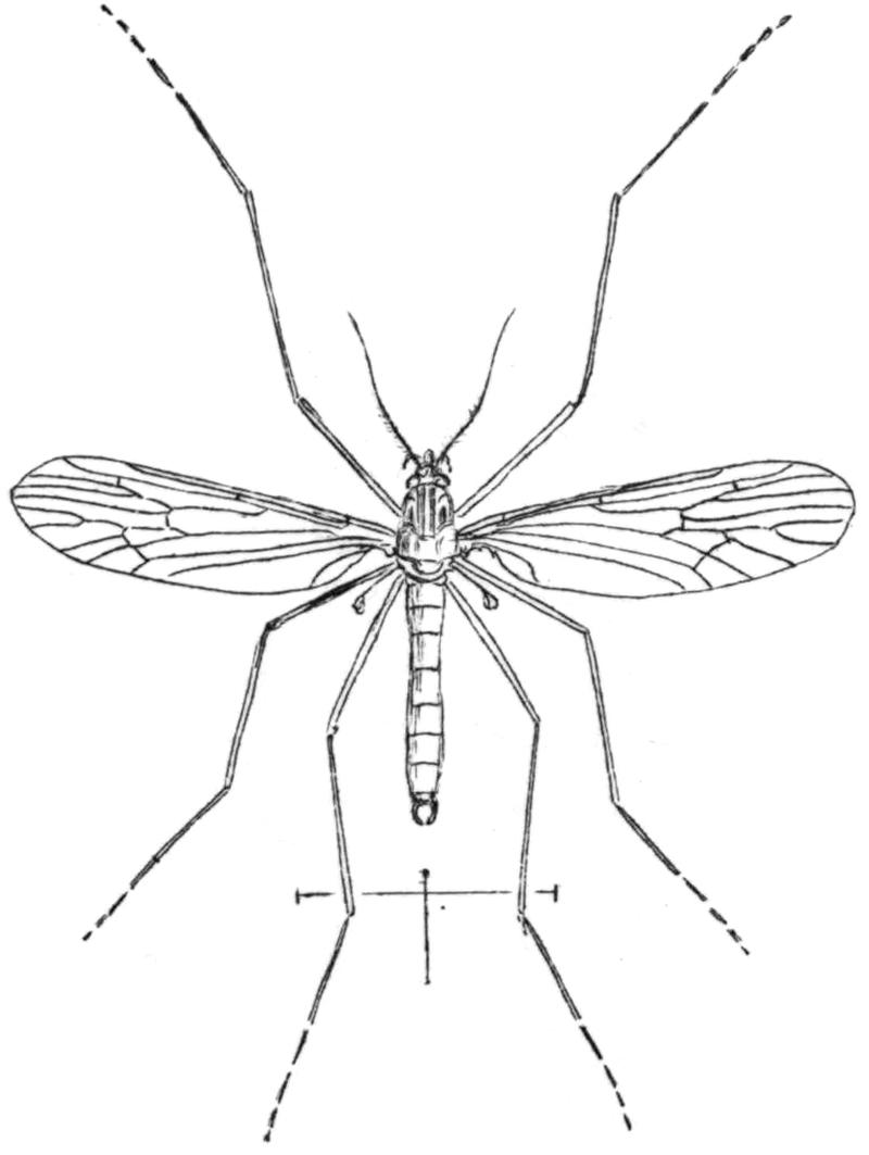 Trichocera hiemalis adult Walker 1856 plate XXVI