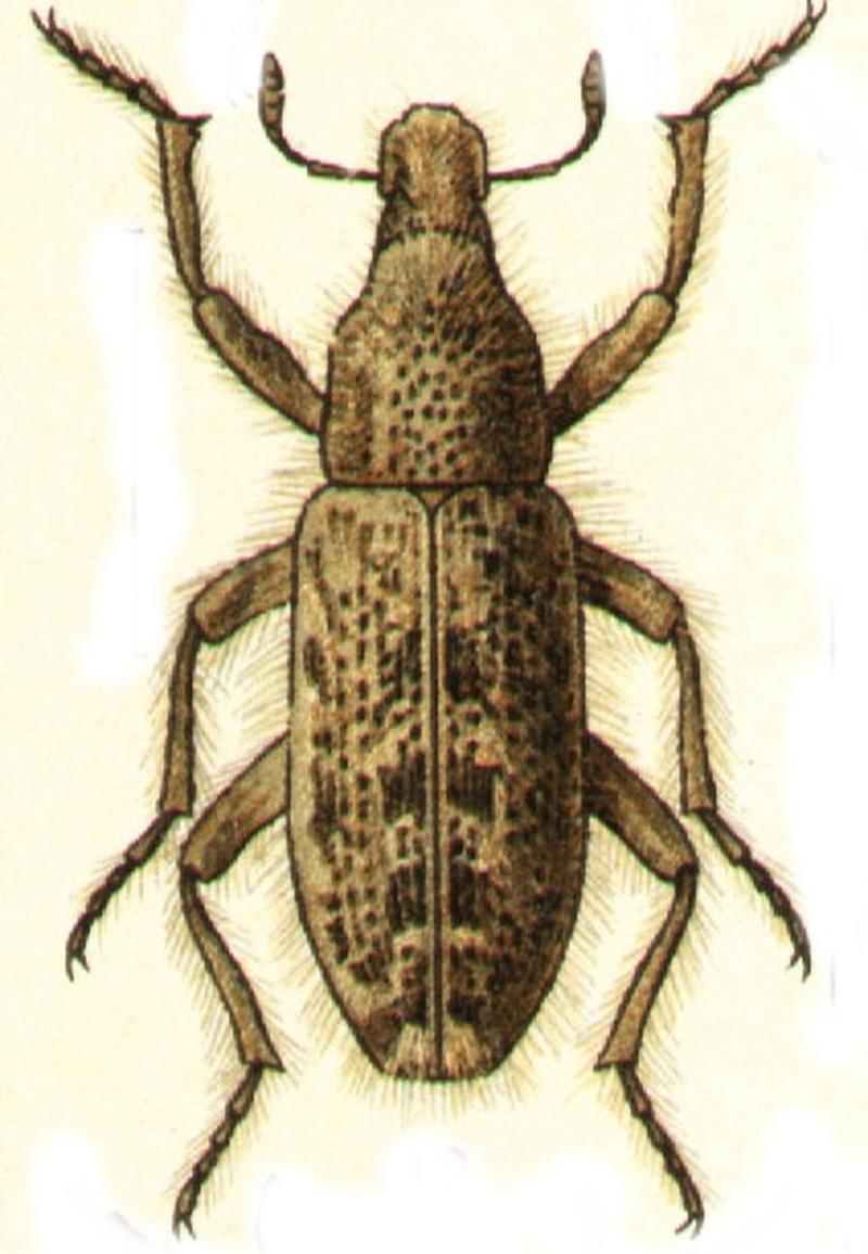 Trichocleonus leucophillus