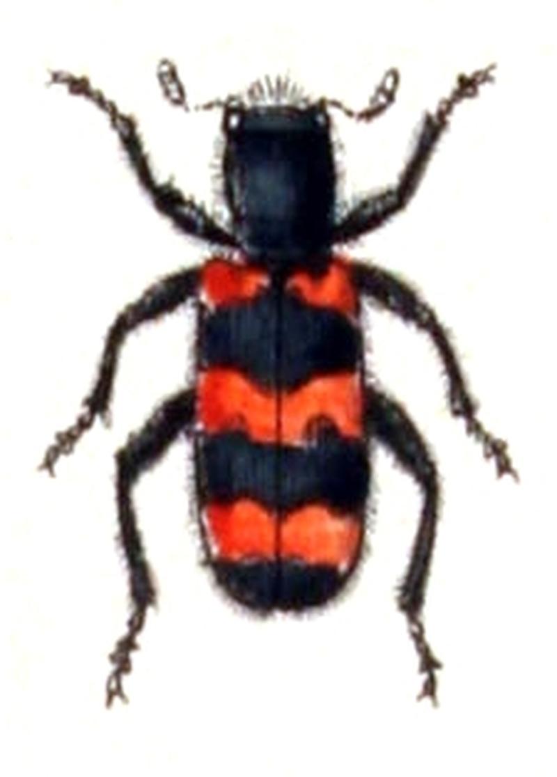 Trichodes.apiarius.-.calwer.28.08