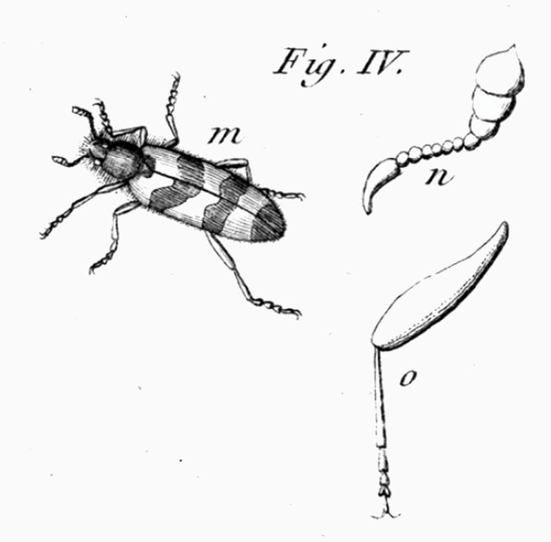 Trichodes alvearius Geoffrey 1762