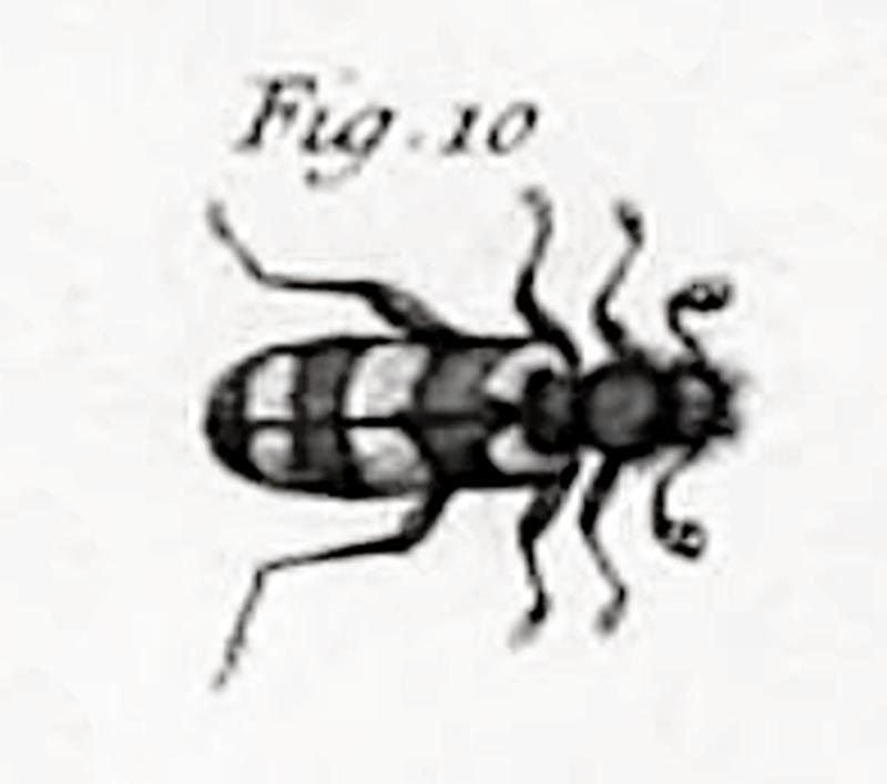 Trichodes alvearius Réaumur