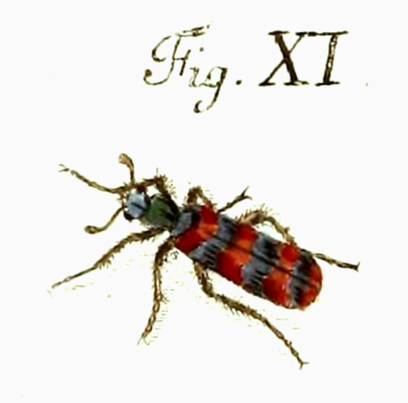 Trichodes alvearius Schaeffer 1779
