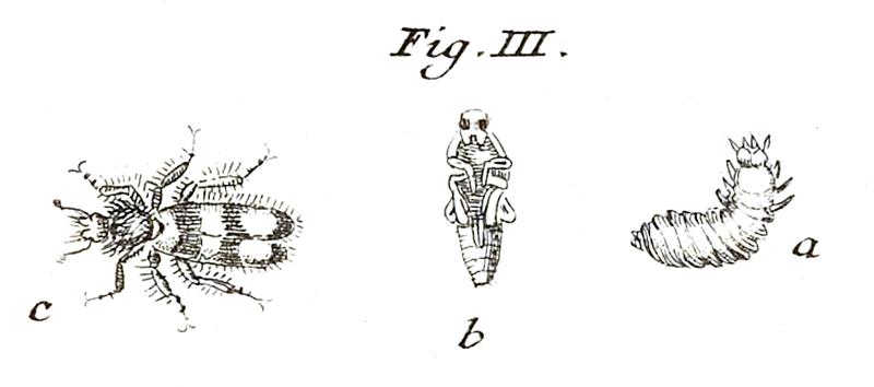Trichodes alvearius Swammerdam 1738