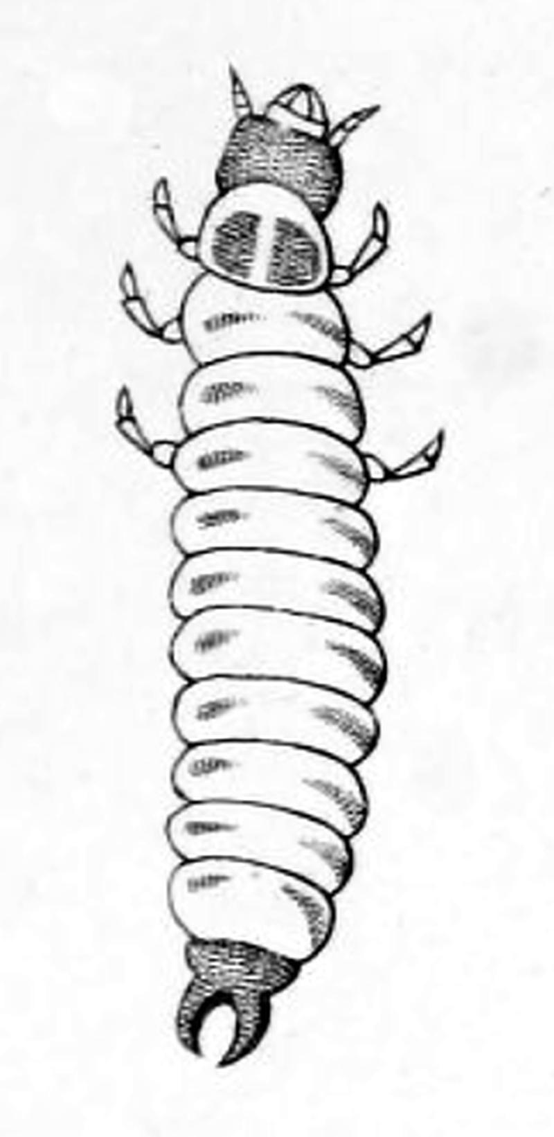 Trichodes alvearius larva