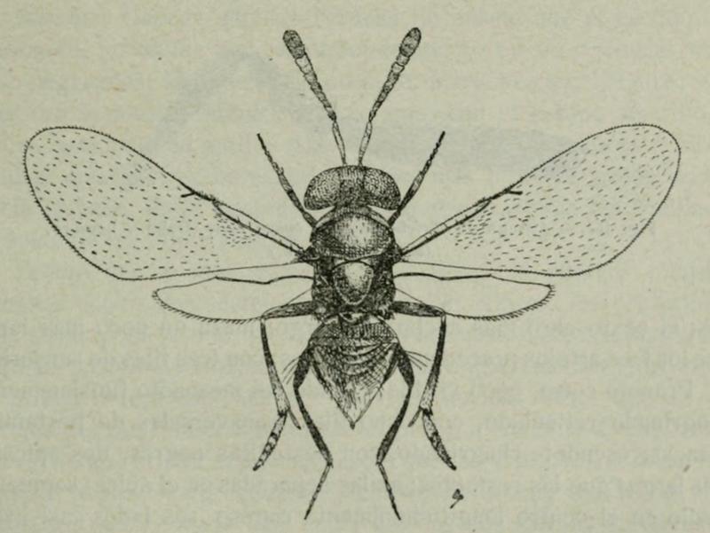 Trichomasthus cyanifrons, female, Spain