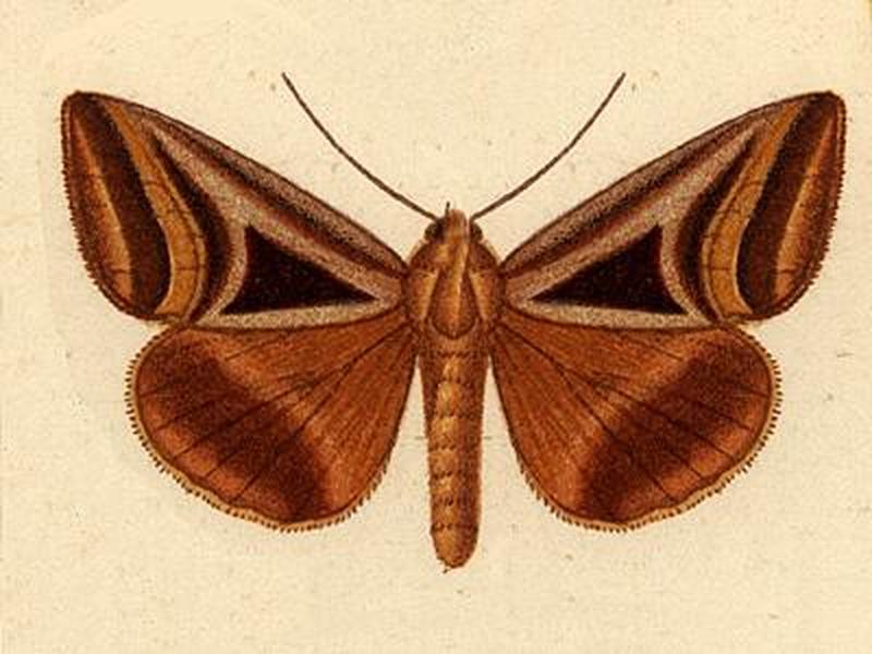 Trigonodes lucasii ill