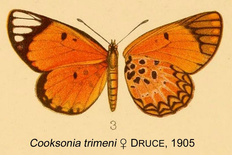 Cooksonia trimeni from original description