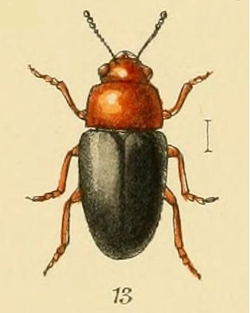 Triplax lacordairii - Donisthorpe