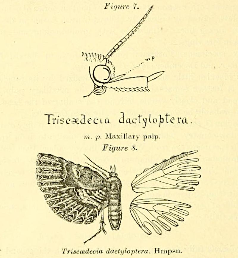 Triscaedecia dactyloptera from Fletcher, 1910