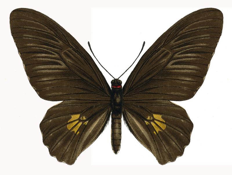 TroidesDohertyi female