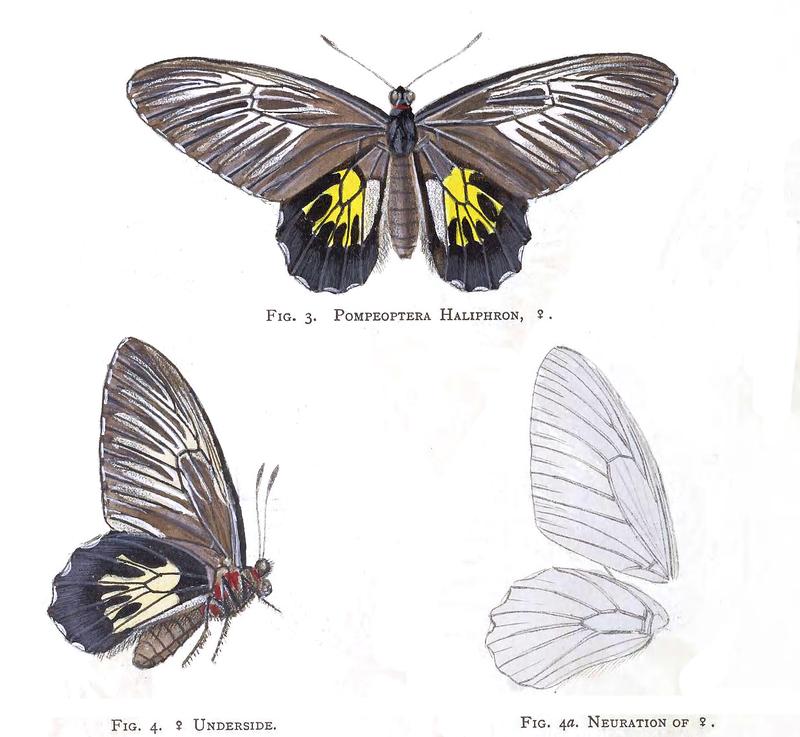 Troides haliphron