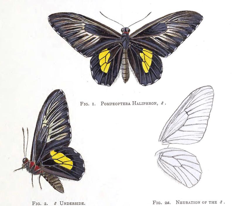 Troides haliphron