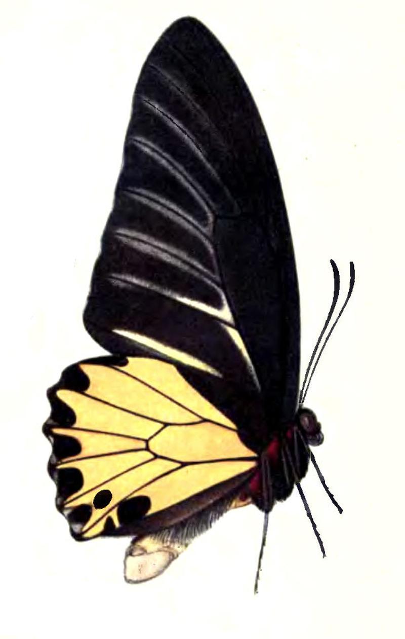 TroidesHelenaCerebrusBingham