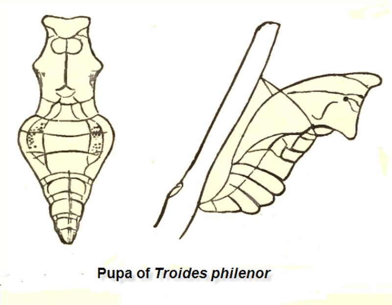 Pupa of Troides