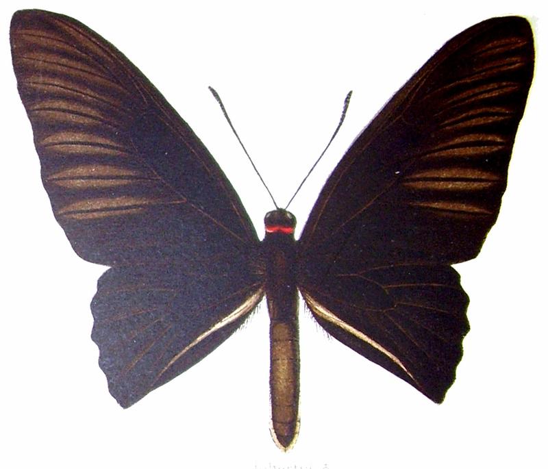 Troides dohertyi