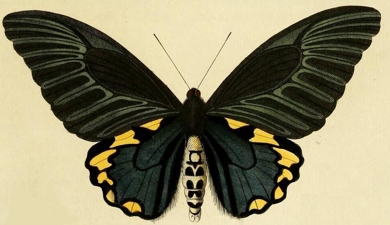 Troides hypolitus