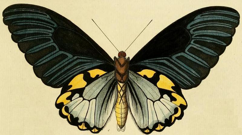Troides hypolitus1
