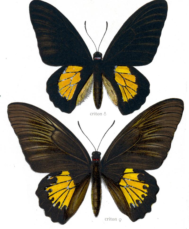 1 Criton Birdwing male upperwing 2 Criton Birdwing andrognya form female upperwing