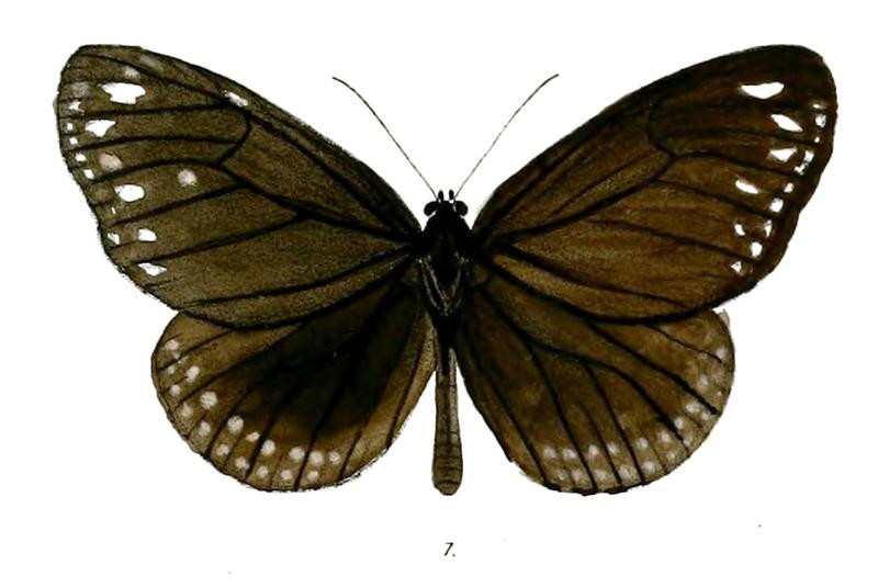 TrongaBiseriata 21 1