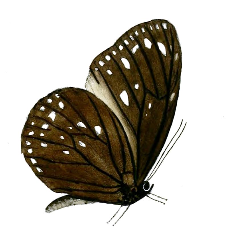 TrongaBiseriata 21 1a