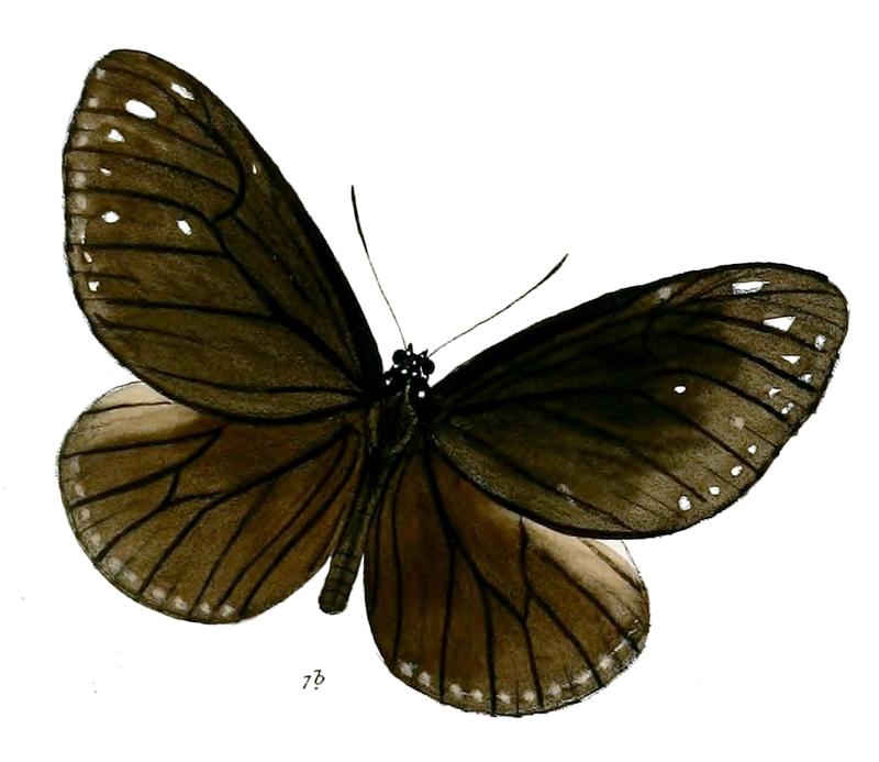 TrongaBiseriata 21 1b