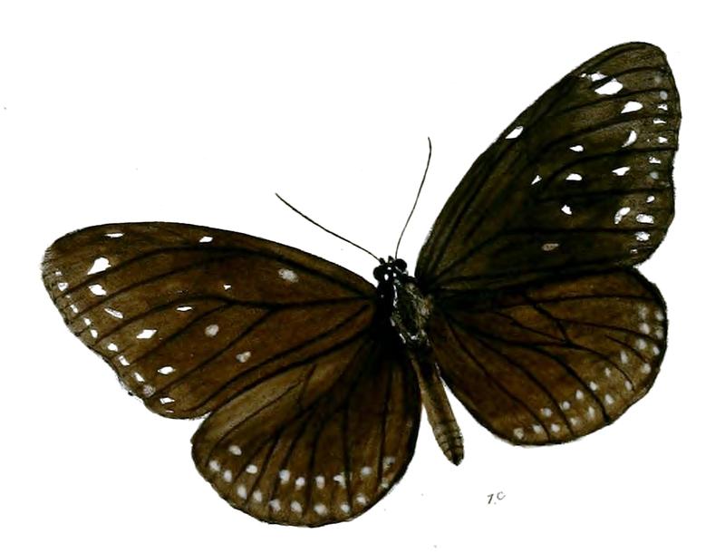 TrongaBiseriata 21 1c