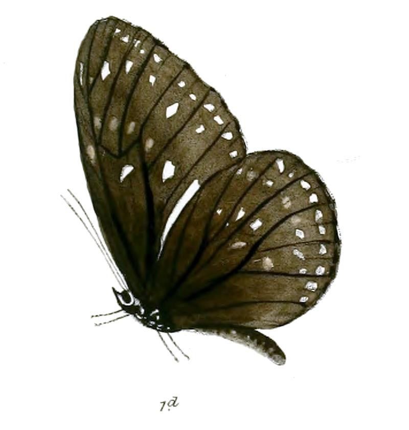 TrongaBiseriata 21 1d