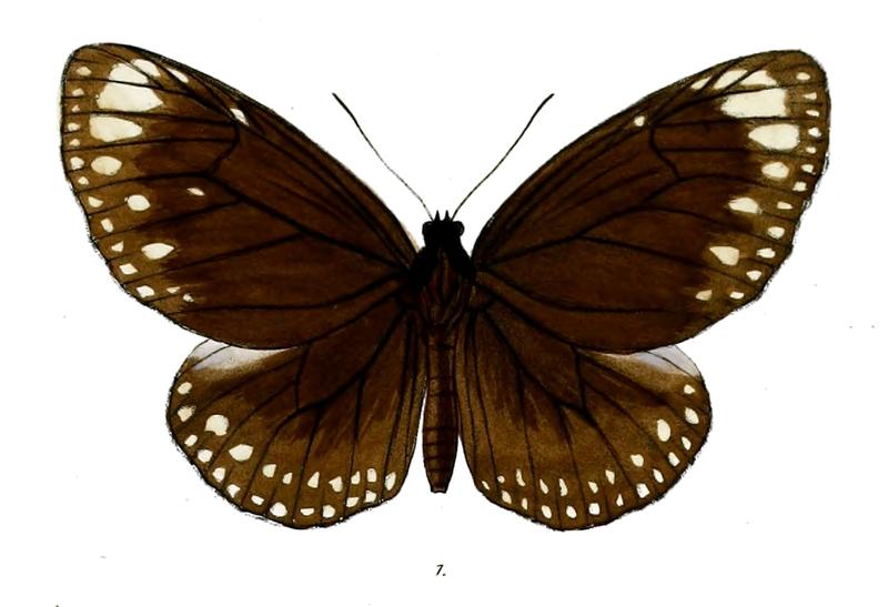 TrongaBremeri 19 1