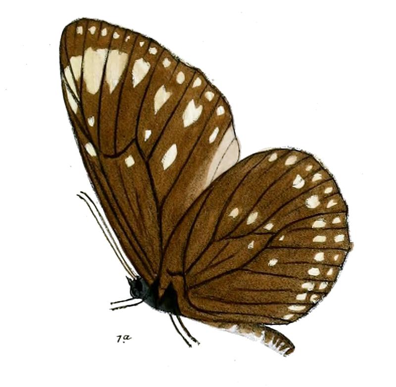 TrongaBremeri 19 1a