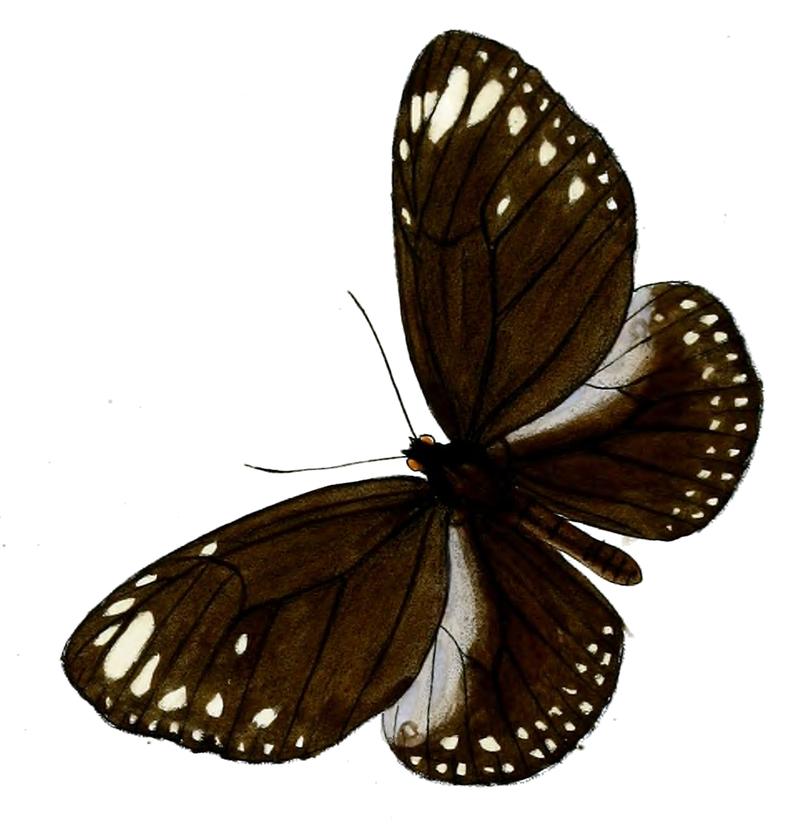 TrongaBremeri 19 1b