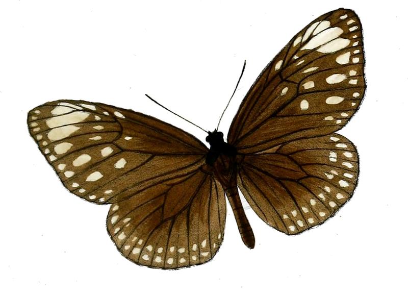 TrongaBremeri 19 1c