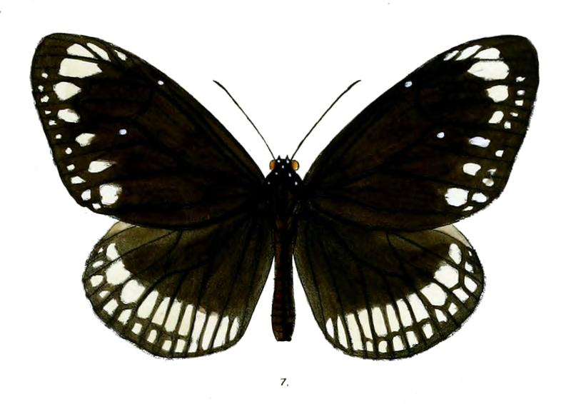 TrongaNicevillei 20 1