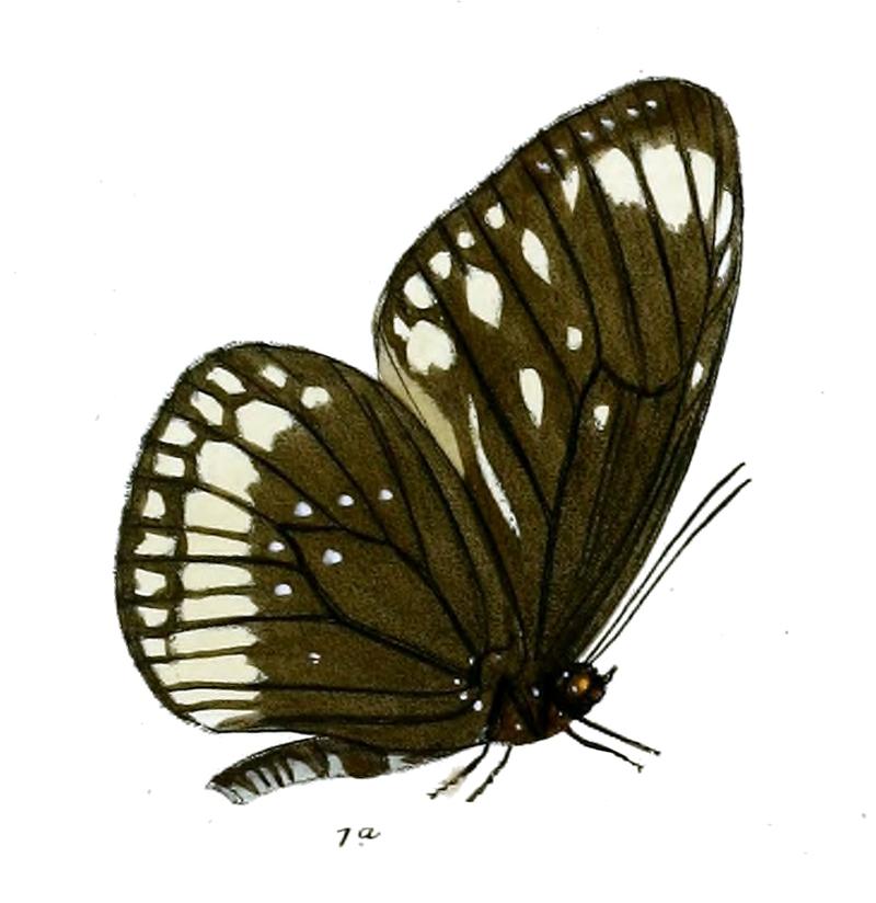 TrongaNicevillei 20 1a