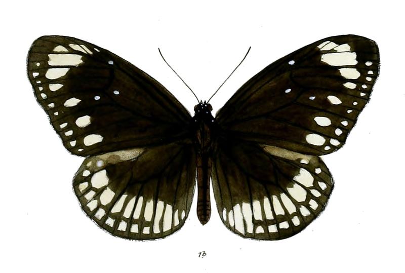 TrongaNicevillei 20 1b