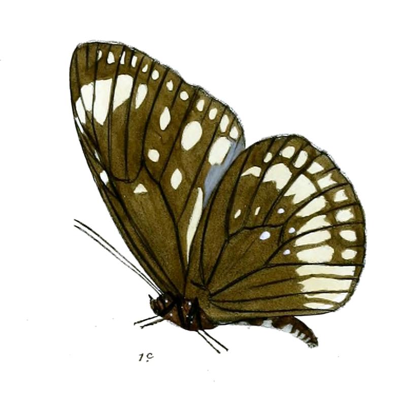 TrongaNicevillei 20 1c