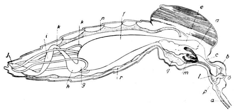 Tropical Diseases - Fig 11