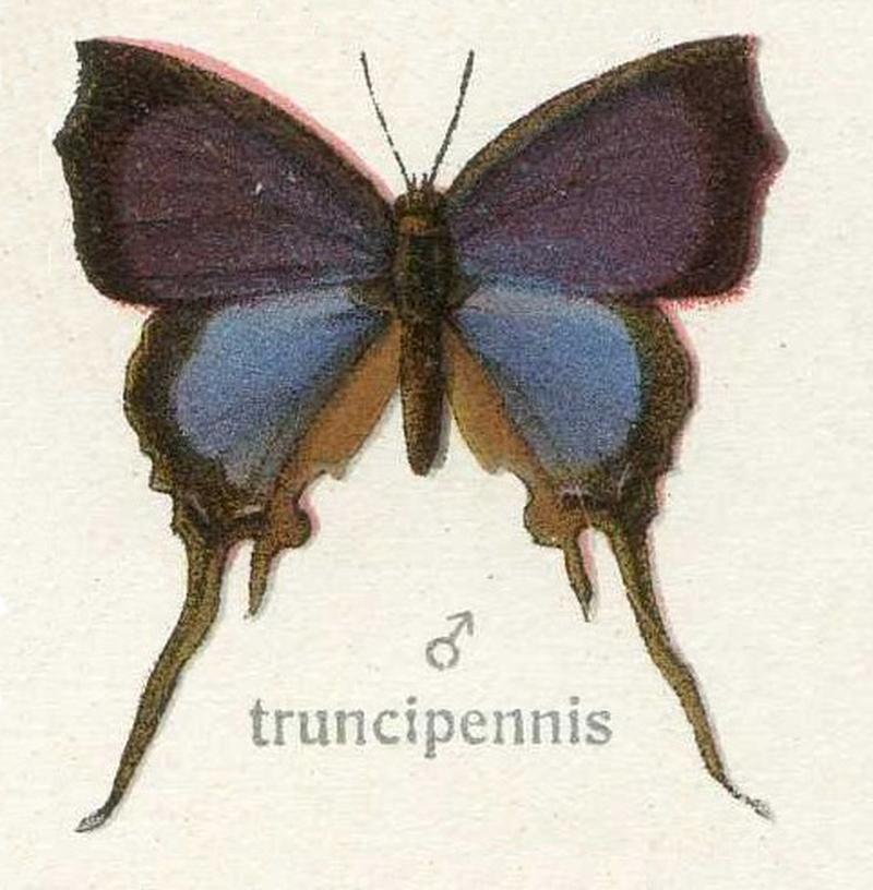 Truncip