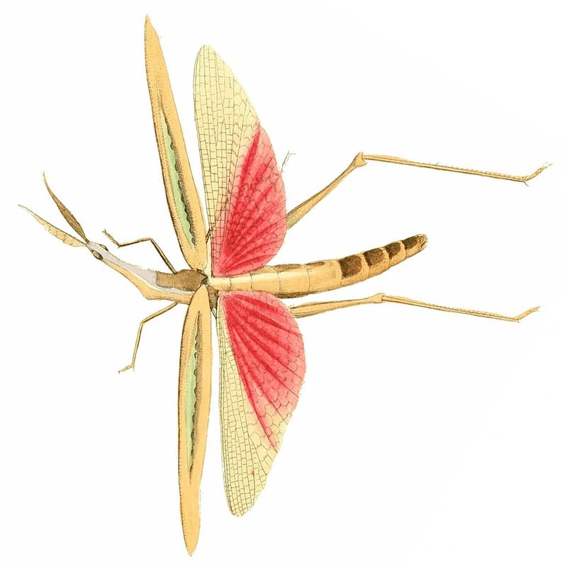 Truxaloides braziliensis