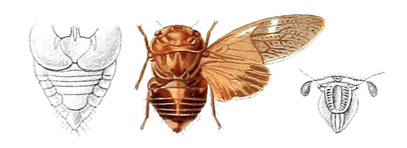 Tugelana butleri Distant 1914