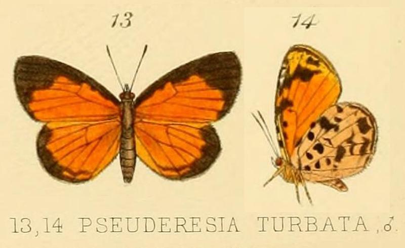 Turbata inGSK1891
