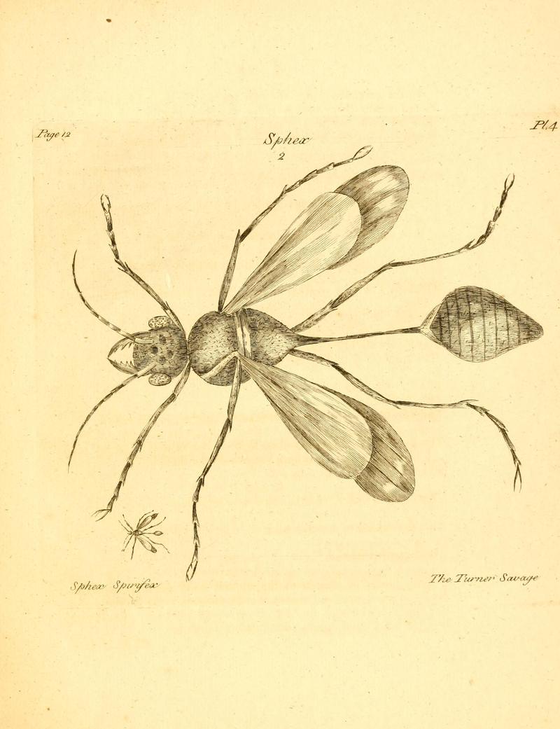 Turner savage sphex spirifex a decade of curious insects 1773